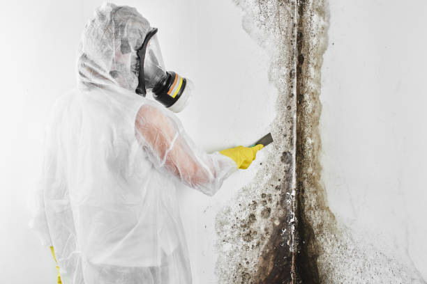 Mold Removal and Inspection in Bald Kno, AR