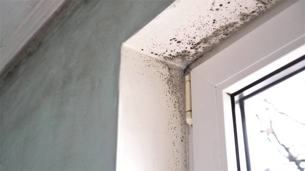 Best Fast Mold Removal  in Bald Kno, AR