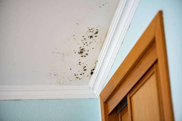 Best Commercial Mold Removal  in Bald Kno, AR
