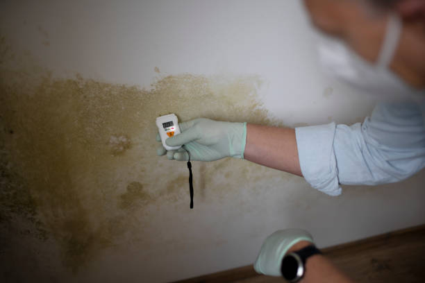Office Mold Removal Services in Bald Kno, AR