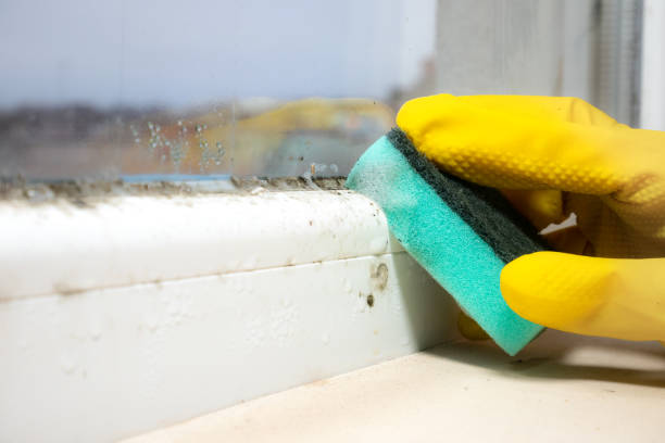 Best Attic Mold Removal  in Bald Kno, AR