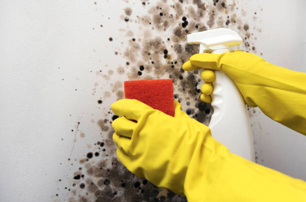 Best Mold Testing  in Bald Kno, AR