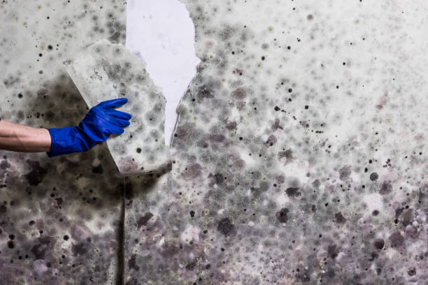 Best Mold Removal Company Near Me  in Bald Kno, AR
